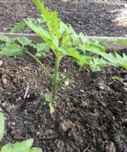 Root Naturally Azomite Rock Dust - 2 Pounds 19 81aPJk3Tj7L