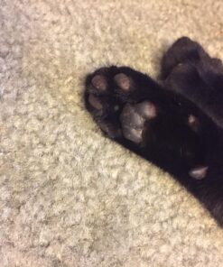 4Legger Certified Organic Nose & Paw Pad Healing Balm Unscented for Dry Chapped and Cracked Paw Pads, Elbows, Snout, Dry Skin with Hemp Oil, Vegan Wax, Calendula & Shea Butter - Made in USA - 1.9 oz 27 81aQ8zxSQYL