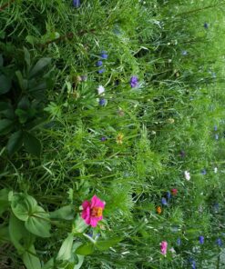 Eden Brothers Southeast Wildflower Mixed Seeds for Planting, 1 lb, 480,000+ Seeds with Cornflower, Blanket Flower | Attracts Pollinators, Plant in Spring or Fall, Zones 3, 4, 5, 6, 7, 8, 9, 10 1 Pound 54 81aTySauWhL