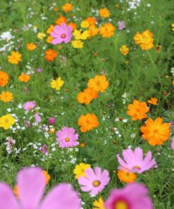 Eden Brothers Southeast Wildflower Mixed Seeds for Planting, 1 lb, 480,000+ Seeds with Cornflower, Blanket Flower | Attracts Pollinators, Plant in Spring or Fall, Zones 3, 4, 5, 6, 7, 8, 9, 10 1 Pound 60 81aVCQCAlyL