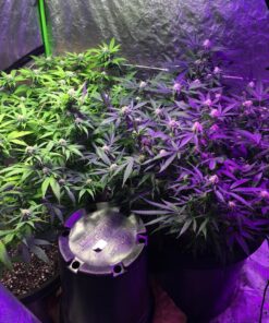 VIVOSUN S558 5x5 Grow Tent, 60"x60"x80" High Reflective Mylar with Observation Window and Floor Tray for Hydroponics Indoor Plant for VSF6450 60"x60"x80" Black 47 81aVizb5HL