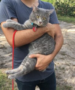 The Natural Pet Company Cat Toys Collection in Gift Box 30 81aWt0X6y2L