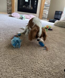 Petstages Orka Mini Dental Dog Chew Toys - 3 Pack Dental Chew 3 Pk 31 81aYtDJQGRL