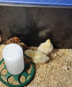 Cozy Products CL Cozy Safe Chicken Coop Heater 200 Watts Safer Than Brooder Lamps, One Size, Black 34 81abCvW65DL