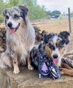 Star Mark Pro-Training Dog Collar, Large - 21" 7 81abZCLZhoL