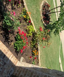 Maxicrop Liquid Seaweed (Kelp Extract, 32 Oz 35 81acfP6W7sL