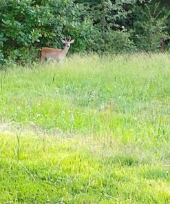 Moto G7 | Unlocked | Made for US by Motorola | 4/64GB | 12MP Camera | Black 4 /64 GB | Moto G7 | 2 Camera | Black | US 62 81aclyPNHDL