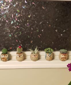 Mkono 2 Pack Watering Can, 250ML and 500ML Succulent Watering Bottle Plant Flower Squeeze Bottle Plastic Bend Mouth Safety Wash Bottle, Small and Medium, White 31 81aeQLbi01L