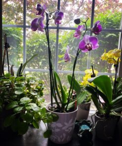 Miracle-Gro Ready-To-Use Orchid Plant Food Mist, 8 oz., Feeds Plants Instantly, 1 Pack 42 81aj4BIGECL