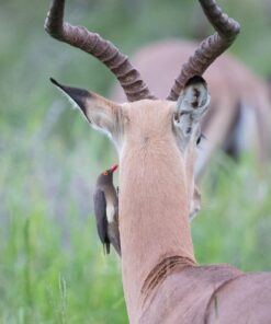 Sigma 150-600mm 5-6.3 Sports DG OS HSM Lens for Canon Canon SLR Mount US Version 82 81anfAkGRpL