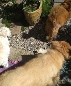 Dingo Twist Sticks Rawhide Chews, Made With Real Chicken, 50 Count 50 Count (Pack of 1) 1 pack 23 81apTSVnVML