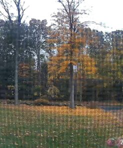 WYZE Cam v2 1080p HD Indoor WiFi Smart Home Camera with Night Vision, 2-Way Audio, Works with Alexa & the Google Assistant, White, 1-Pack Wyze Cam v2 69 81arB9X5o0L