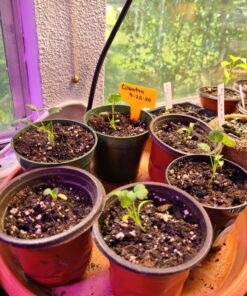 Seeds of Change 1728 Cilantro, Green 31 81ax4cQSORL