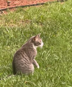 FRONTLINE Plus Flea and Tick Treatment for Cats Over 1.5 lbs., 3 Treatments 3 Doses 31 81axN5KLjlL