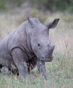 Sigma 150-600mm 5-6.3 Sports DG OS HSM Lens for Canon Canon SLR Mount US Version 83 81b UYwOAfL