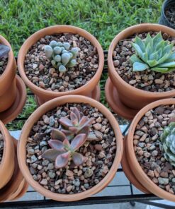Succulent Assorted Pack- Perfect for Weddings, Party Favors, Home Gardens, and Social Events by Jiimz (15 Pack) 90 81b0Rp0Sr L