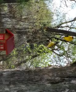 Wagner's 62008 Western Regional Blend Wild Bird Food, 20-Pound Bag 24 81b3p2mJrtL