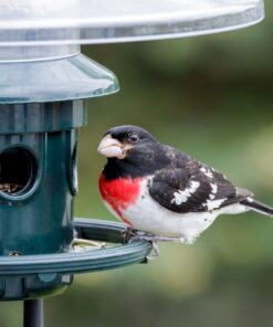 Squirrel Buster Plus Squirrel-proof Bird Feeder w/Cardinal Ring and 6 Feeding Ports, 5.1-pound Seed Capacity, Adjustable, Pole-mountable (POLE ADAPTOR SOLD SEPARATELY), Green 34 81b6zIAmbTL