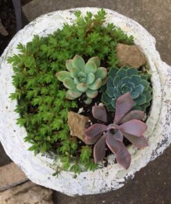 Succulent Assorted Pack- Perfect for Weddings, Party Favors, Home Gardens, and Social Events by Jiimz (15 Pack) 62 81b85wep0JL