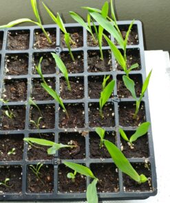 Glass Gem Indian Corn Heirloom Seed - The Most Beautiful Corn in the World! 41 81bHptLXpqL