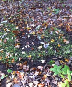 Whitetail Institute Secret Spot Deer Food Plot Seed - Annual Forage Designed Specifically for Smaller, Remote Food Plots - Can Be Planted with Hand Tools 4 lbs (9000 sq ft) 19 81bNCJztoEL