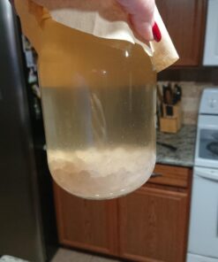 Quarter Cup Florida Sun Kefir Exclusive LIVE Prickly Pear Cactus Nodules Virgin Water Kefir Grains Unused 36 81bOlHnZG1L