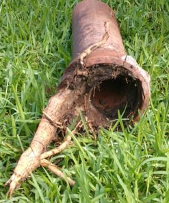 Cobra Products 30500 Cobra 30000 Pipe Auger, for Use with Most Small and Medium Household Drains, 1/2 in X 50 Ft, 50' 13 81bP0QiNoL