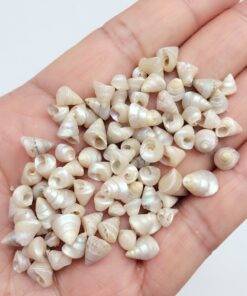 PEPPERLONELY Trochus Tiny Sea Shells, 6 OZ Apprx 1/4 Inch 6#. Trochus Tiny Shells 1/4" 5 81bTi8 klWL