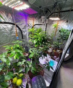 Zazzy Grow Tent, 96“X48 X78 Plant Growing Tents 600D Mylar Hydroponic Indoor Grow Tent with Window, Kit Bag & Floor Tray 96"X48"X78" 42 81bUsvjNppL