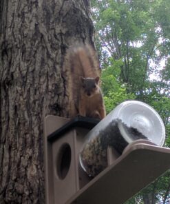 Birds Choice SNSQJAR Recycled Squirrel Jar Feeder, Squirrel Feeders, 7-1/4"L X 19"W X 15-3/4"H, Taupe w/ Green Roof 37 81bWGT4Z8BL