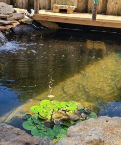 Aquascape 98949 Beneficial Bacteria Concentrate for Pond and Water Features, 1.1-Pound, white 39 81bWoZU6uXL