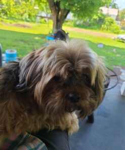 Advantage II Medium Dog Vet-Recommended Flea Treatment & Prevention | Dogs 11-20 lbs. | 6-Month Supply 6-Pack 28 81bX0L0fU4L