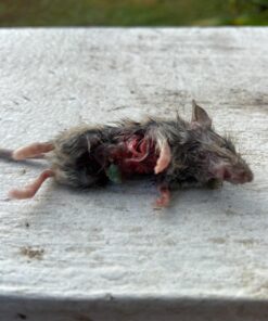 Neogen Ramik Green Fish Flavored Weather Resistant Rodenticide Nuggets, 4 lb bag 4-pound pouch 51 81bXxXtpYL