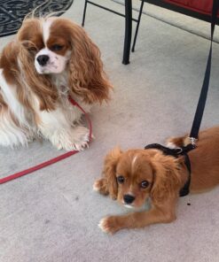 Isle of Dogs Keratin Volume Conditioner, 16 Ounce, MultiColor (830-16) 17 81ba3HVtknL