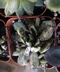 Jiimz 30 Assorted 2" Succulent Plants 17 81baSQqllL