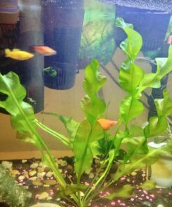 API LEAF ZONE Freshwater Aquarium Plant Fertilizer 18-Ounce Bottle White 16oz 45 81bcUWlzMCL