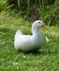 FRESH EGGS DAILY Brewer's Yeast with Garlic Powder and Niacin for Ducks Feed Supplement Vitamins for Backyard Chickens 5LB 16 81bg40znQL