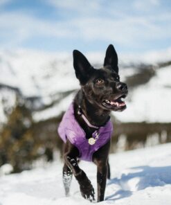 Kurgo Loft Dog Jacket, Reversible Dog Coat, Wear with Harness or Sweater, Water Resistant, Reflective, Winter Coat For Medium Dogs (Deep Violet, M) Deep Violet/Charcoal 35 81bkFg5GSZL