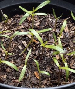 Big Pack - Cosmos USA Mix (8,000+) Flower Seeds By MySeeds.Co (Big Pack - Cosmos Mix) 40 81blSiCbrLL