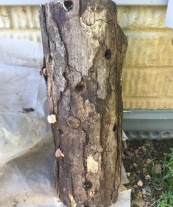 12" Mushroom Log DIY Shiitake Mushrooms Ready to Grow Your Own 23 81bm5sH0rwL