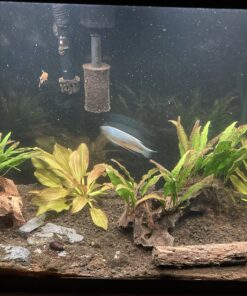 Seachem Flourish Excel 500 ml 51 81bnfyNGCUL