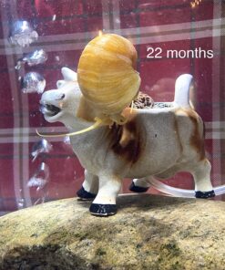 Golden Mystery Snail - 1/2"-2" - Algae Eater for Aquariums 35 81bnuLc9AhL