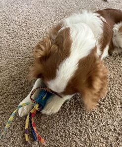 Petstages Orka Mini Dental Dog Chew Toys - 3 Pack Dental Chew 3 Pk 32 81bqZN5TuWL