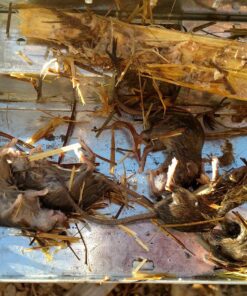 JT Eaton 421CL Repeater Multiple Catch Mouse Trap with Clear Inspection Window 17 81brwb7tRqL