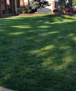 Root Ruckus Compost Fertilizer Organic - Turbo Charged Compost for Plants (32 oz) - Humic Acid & Sea Kelp Nutritional Root Supplement for Lawns, Soil, Shrubs & Vegetables 1 Quart 27 81bsjVj66CL