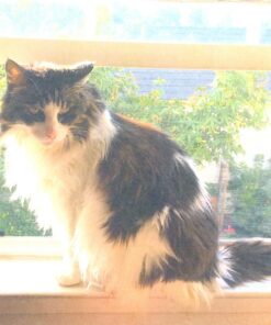 Canon PIXMA G4210 Wireless All-In-One Supertank (Megatank) Printer, Copier, Scan, Fax and ADF with Mobile Printing, Black, One Size (2316C002) 30 81bx6JCrWfL