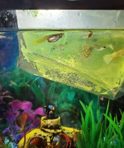 WorldwideTropicals Live Freshwater Aquarium Fish - 5-Pack of Mixed Color Male Guppies - by Live Tropical Fish - Great For Aquariums - Populate Your Fish Tank! 34 81bxVFgI xL