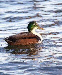 Sigma 150-600mm 5-6.3 Sports DG OS HSM Lens for Canon Canon SLR Mount US Version 77 81bzojxR04L