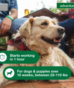 Advantus (Imidacloprid) Chewable Flea Treatment for Large Dogs, 7 Count, 23-110 Pound 25 81c2mpLl7RL 1