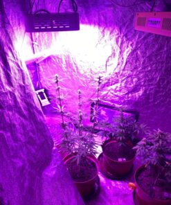 KingLED Newest 3000w LED Grow Lights with LM301B LEDs 4 * 2ft Coverage Full Spectrum Grow Lights for Indoor Hydroponic Plants Veg Bloom Greenhouse Growing Lamps 41 81c4jWBFIL